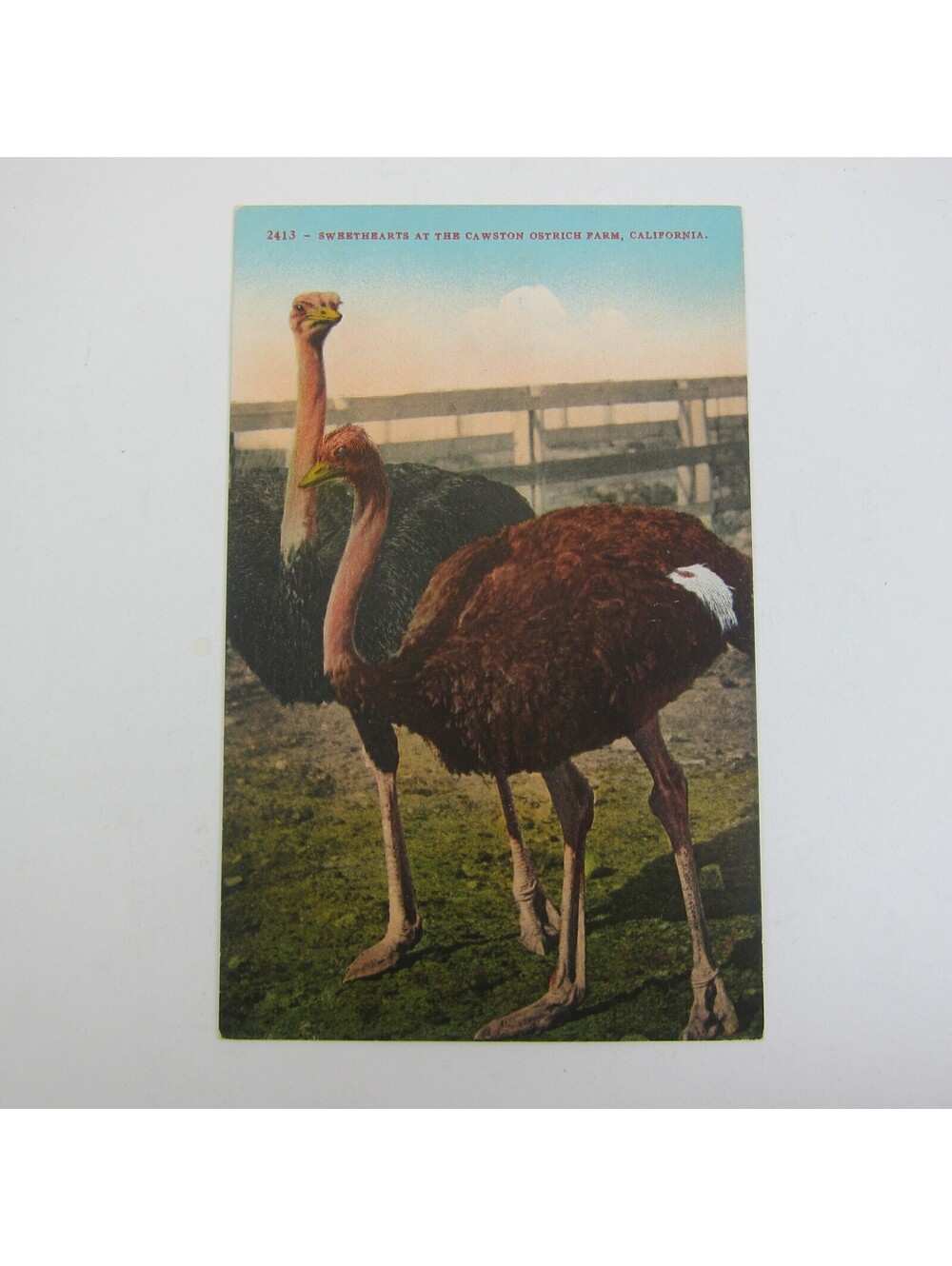 Postcard California Cawston Ostrich Farm Sweethearts Antique Unposted